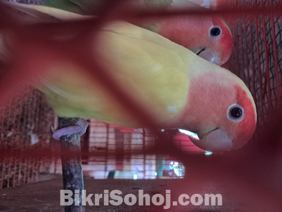 Love bird payer and cocatail tame baby